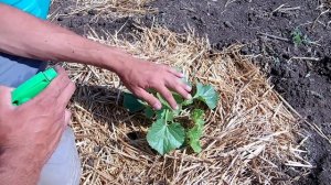 Секреты выращивания дынь / Обработка от болезней подкормки полив