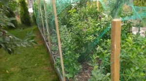 Спасаю голубику от птиц