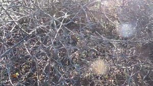 Разведка грибных мест в Краснокаменке, грибы Крыма, сбор грибов, грибы 2021, грибы в Крыму, рыжики.