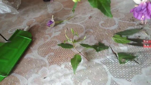 Черенкую фуксию. Мой метод черенкования фуксии. Подготовка к осенней рассылки смотреть онлайн