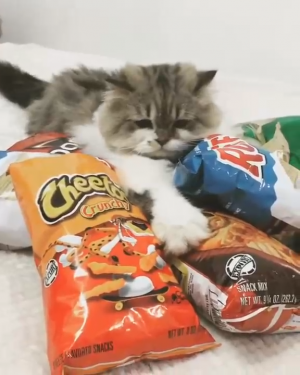 Жадный кот и чипсы