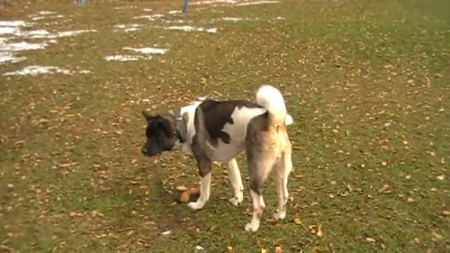 Апорт (ОКД, испытания) смотреть онлайн