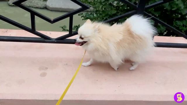 ВЛОГ** ОДНА В СОЧИ с ДВУМЯ СОБАЧКАМИ** ГУЛЯЕМ из ДОМА на МОРЕ смотреть онлайн