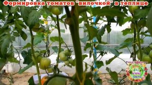 Формировка томатов "вилочкой" в теплице