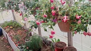 #ПОДГОТОВКА ФУКСИИ К ЗИМЕ#