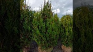 23 сентября 2022. Новинка! Туя  Ауреоспиката в СПб.