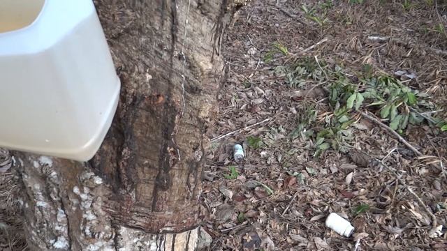 Rubber trees in Langkawi, and collectors from Russia. / Каучуковые деревья смотреть онлайн