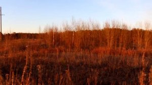 Как найти в лесу осинку если на ней нет листьев _