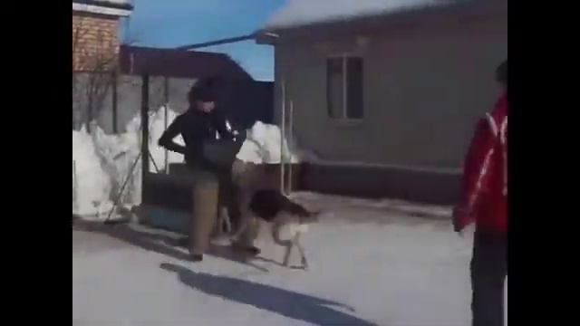 Дрессировка собак в Оренбурге. КЦ "Эман"