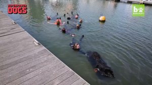 Super Swimmer Dogs Save Lives: SUPERPOWER DOGS