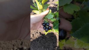 Смородина черная, сорт Добрыня.