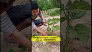 Дарахти Павлония буриши техникӣ