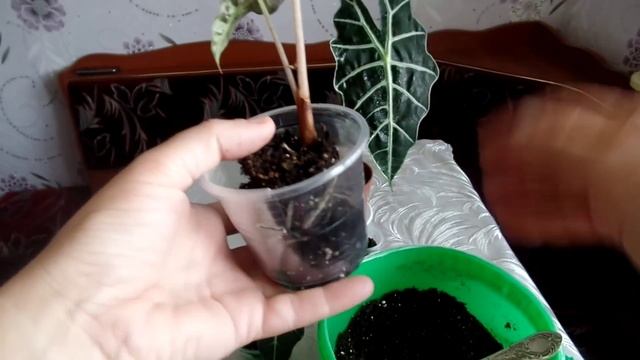 Комнатное растение алоказия. Уход и содержание в домашних условиях. Часть 3-я смотреть онлайн