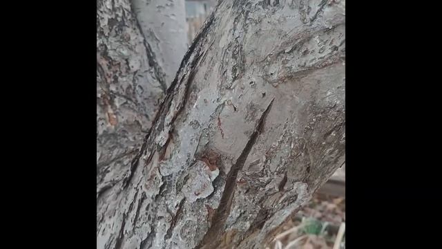 Осенняя побелка садовых деревьев смотреть онлайн