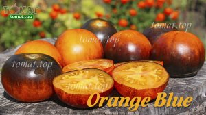 Томат Orange Blue. Праздник красоты и вкуса! Обзор и отзыв о томате Orange Blue.Характеристики сорта