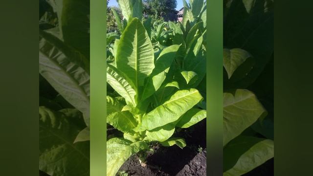 Сорта табака для начинающих табаководов смотреть онлайн