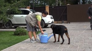 ДТ-21. Если собака убегает с участка.