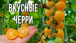 Урожайные и вкусные томаты черри для выращивания в теплицах. Черри для консервирования.