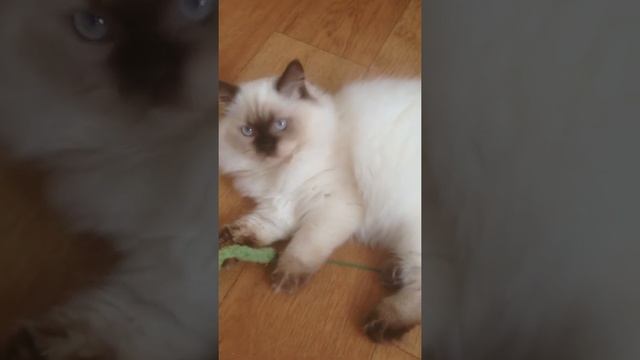 Британский котёнок редкого окраса шоколад поинт смотреть онлайн