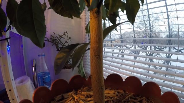 Карбамид. Год после обзора. Как я удобрял карбамидом мандарин смотреть онлайн