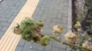 Как и когда собирать семена Мальвы.!