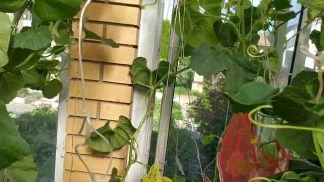 Готовим бамию или окру / Экзотические фрукты и овощи на севере Московской области смотреть онлайн