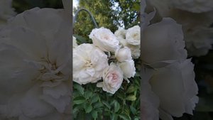 Розочка Вайт Фейри второе цветение.