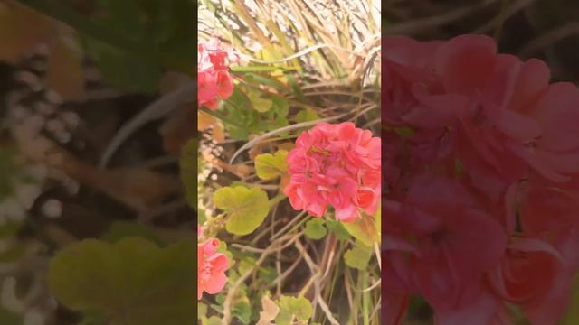 Orange Pelargonium (Geranium) Flowers