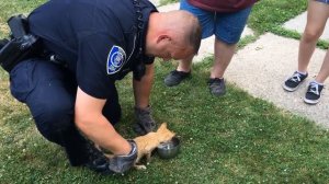 Police officers rescue kitten from car fender