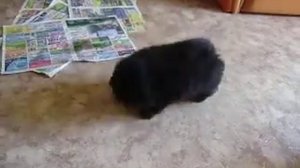 Щенок чау-чау ищет заботливых пап и мам