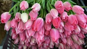 Колумбус все! Активна робота в підвалі з тюльпаном.?