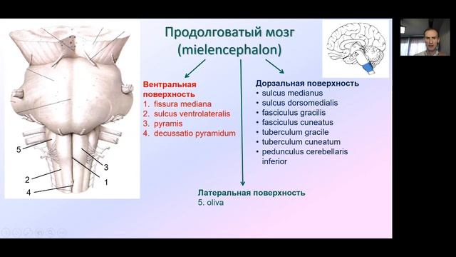 Продолговатый мозг Diagram Quizlet