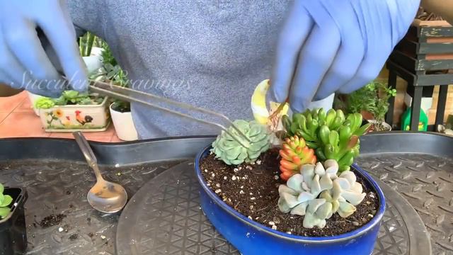 Succulent Arrangement in Shallow Glazed Pot смотреть онлайн