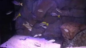 Enantiopus Utinta Leptosoma Kitumba Tanganyika Cichlids.avi