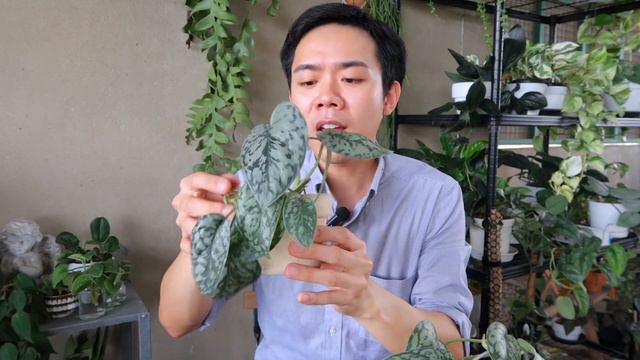 อัพเดทต้น Scindapsus 10 เดือน!! | Uncle Bank смотреть онлайн