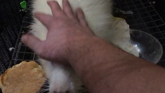 Нутрия Шушуня смотреть онлайн