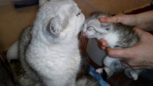 Уход за Глазками Котёнка! Шотландские котята!