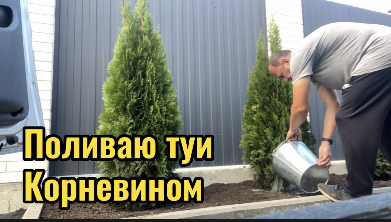 ОБРАБАТЫВАЮ ТУИ.