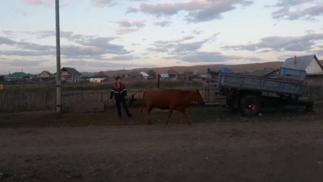 Залия доит корову. Камиль собирает косилку для трактора. 1 день в с.Лагерево Салаватского района. смотреть онлайн