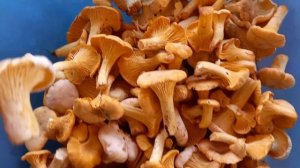 Белые лисички, чем эти грибы отличаются от обычных лисичек