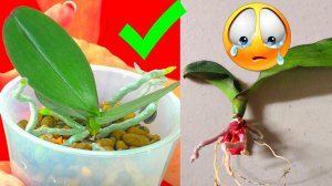 Вылечила безнадёжную орхидею. Возвращаю её хозяйке, после полного восстановления!