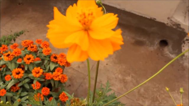 How to grow and care COSMOS Plant ?(In Hindi) कॉसमॉस के ग्रोइंग टिप्स हिंदी में ! смотреть онлайн