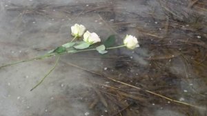 Ах,как жаль-песня Анатолия Днепрова и Ольги Павловой.спела Г.Погорельская..mp4