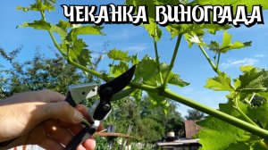 ЧЕКАНКА ВИНОГРАДА.