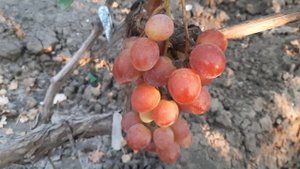 НОВИНКИ!!! ГФ Винограда СОЛНЕЧНЫЙ ЗАЙЧИК и КАЛИНЭ. (Калугин В.М.). 27.08.2023г.