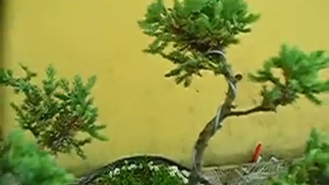 Hirth Bonsai - Juniperus procumbens Nana 'pre' Bonsai смотреть онлайн