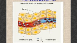 Газообмен в легких