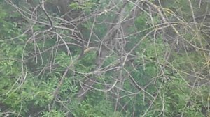 Стайка соек на сухом дереве DSCN4535