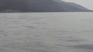 Дельфины в открытом море