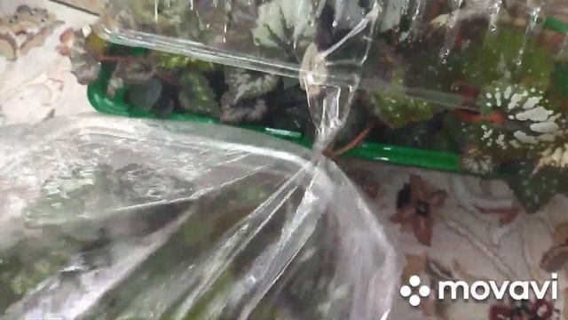 Комнатные растения. День цветочницы .Приучаю детки бегоний к естественным комнатным условиям. смотреть онлайн